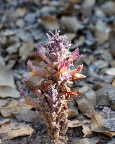 Image of Aphyllon multiflorum by (c) Andrew Tree, some rights reserved (CC BY)