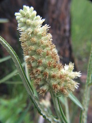 Pterocaulon pycnostachyum