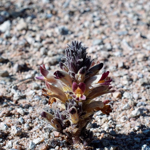 Image of Aphyllon multiflorum by (c) Andrew Tree, some rights reserved (CC BY)