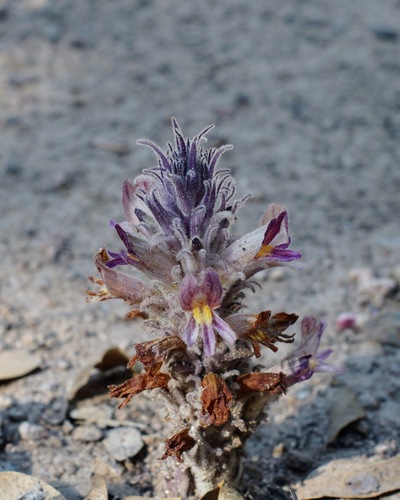 Image of Aphyllon multiflorum by (c) Andrew Tree, some rights reserved (CC BY)