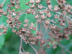 Spiraea formosana