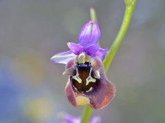 Ophrys fuciflora maxima