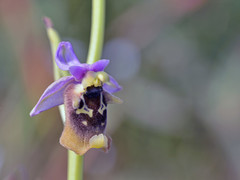 Ophrys fuciflora maxima
