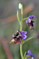 Ophrys fuciflora maxima