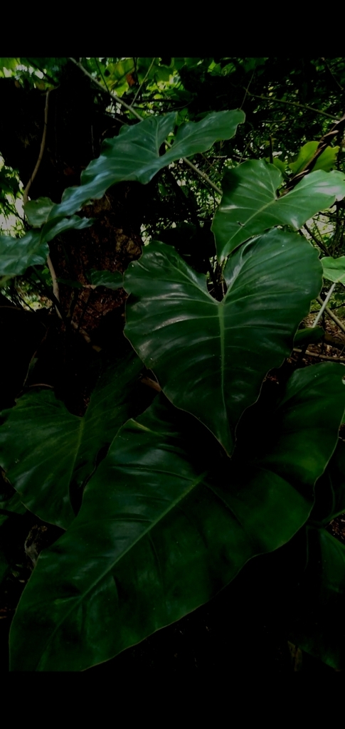 Philodendron quinquenervium, Bananeiras, PB, Brasil