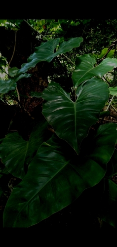 Philodendron quinquenervium