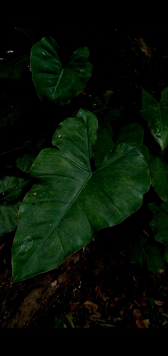 Philodendron quinquenervium