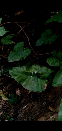 Philodendron quinquenervium