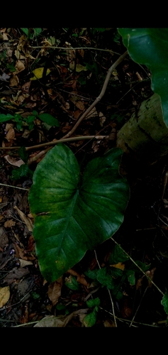 Philodendron quinquenervium