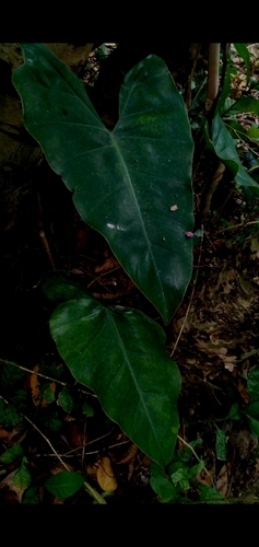Image of Philodendron Quinquenervium (Philodendron quinquenervium) by (c) cristianol1456, some rights reserved (CC BY-SA)