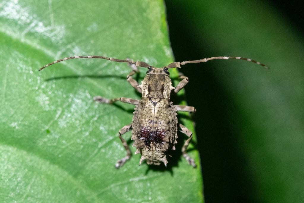 Monoxenus spinosus