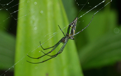 Leucauge undulata
