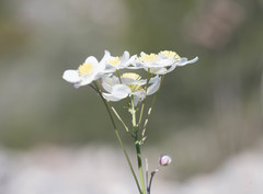 Thalictrum tuberosum