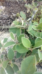 Cotoneaster integerrimus