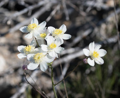 Thalictrum tuberosum