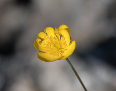 Ranunculus gramineus