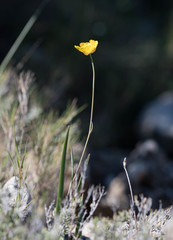 Ranunculus gramineus