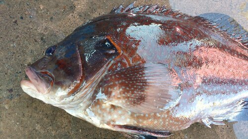 Brick seabass (Acanthistius pictus) — Serranidae — 3