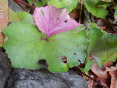 Petasites formosanus