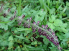 Salvia formosana