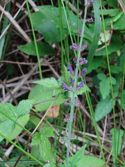 Salvia formosana
