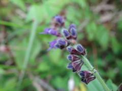 Salvia formosana