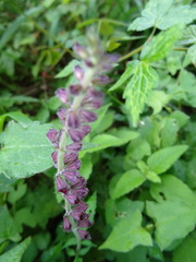 Salvia formosana