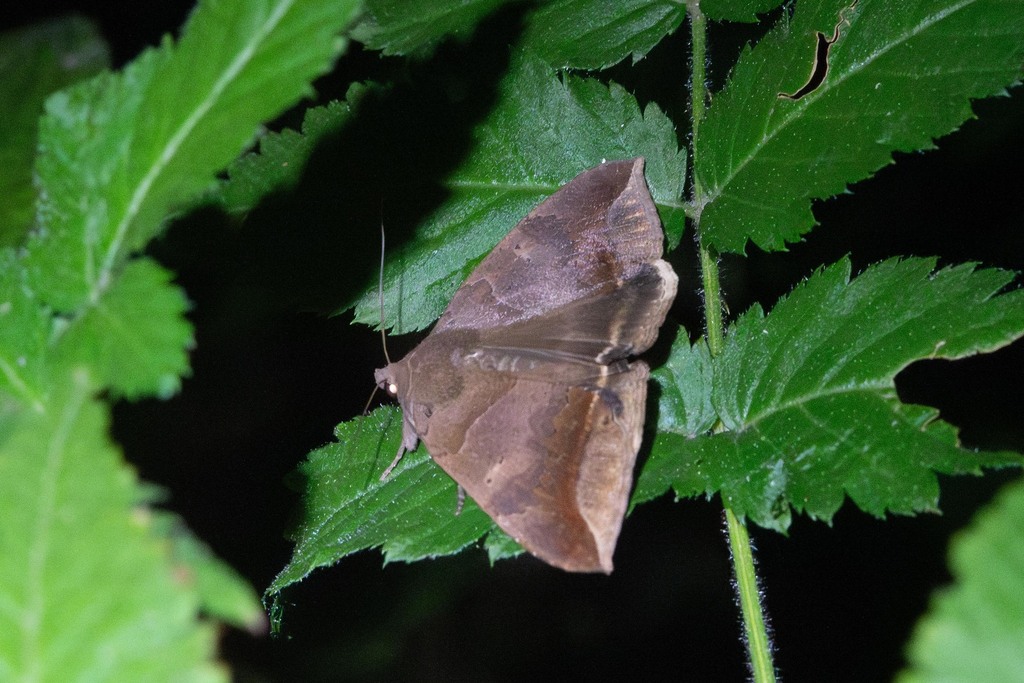 Achaea tornistigma