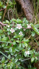 Cotoneaster × suecicus