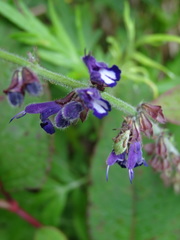 Salvia formosana