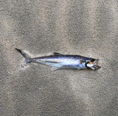 Scomberomorus maculatus