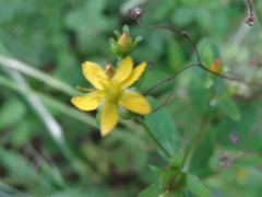 Hypericum taihezanense