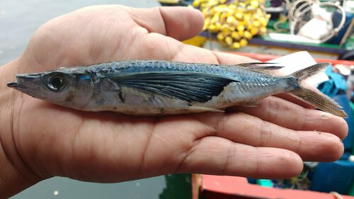 Sharpchin flyingfish (Fodiator rostratus) — Exocoetidae — 2