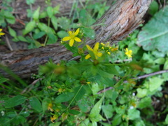 Hypericum taihezanense
