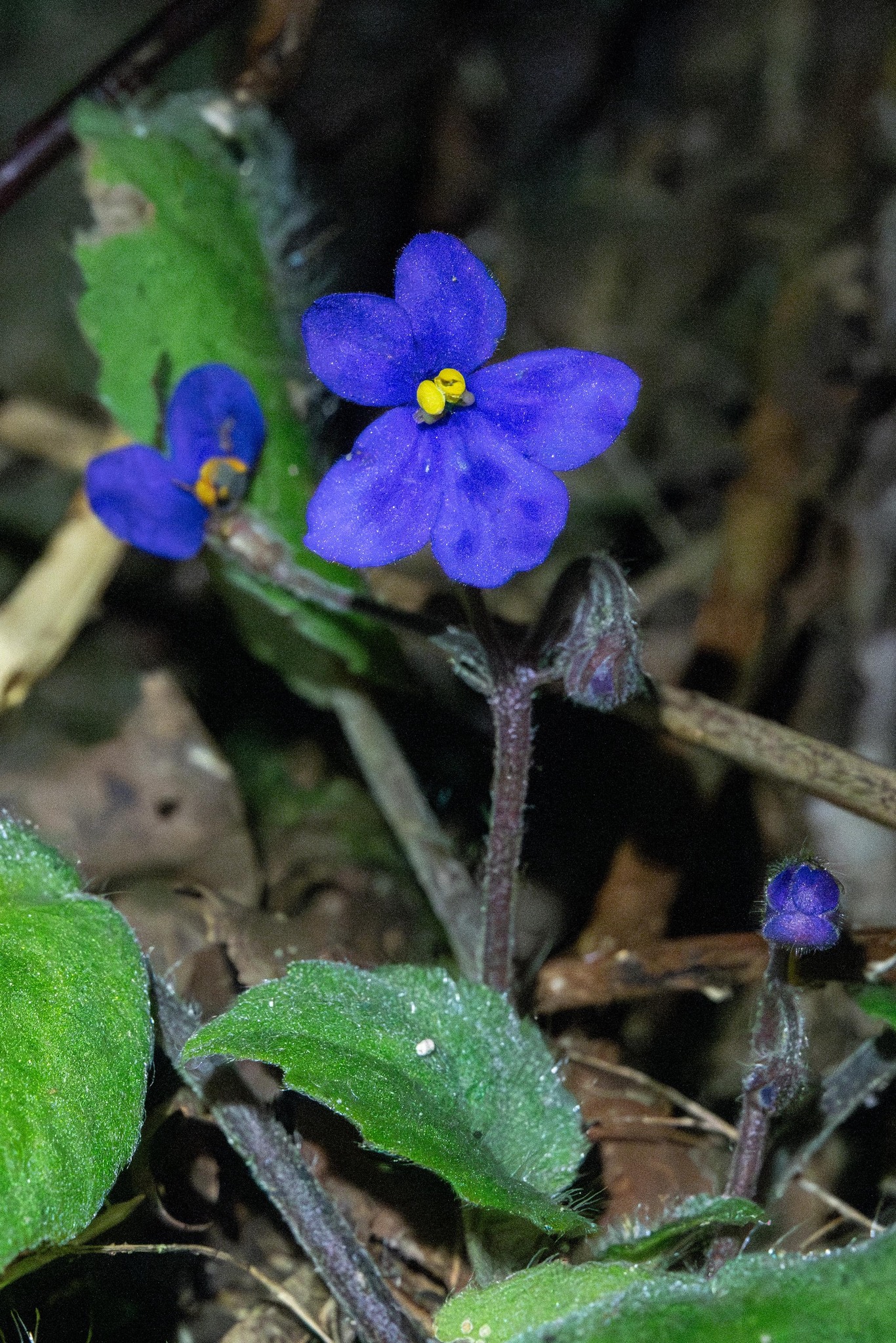 Imagem de Violeta