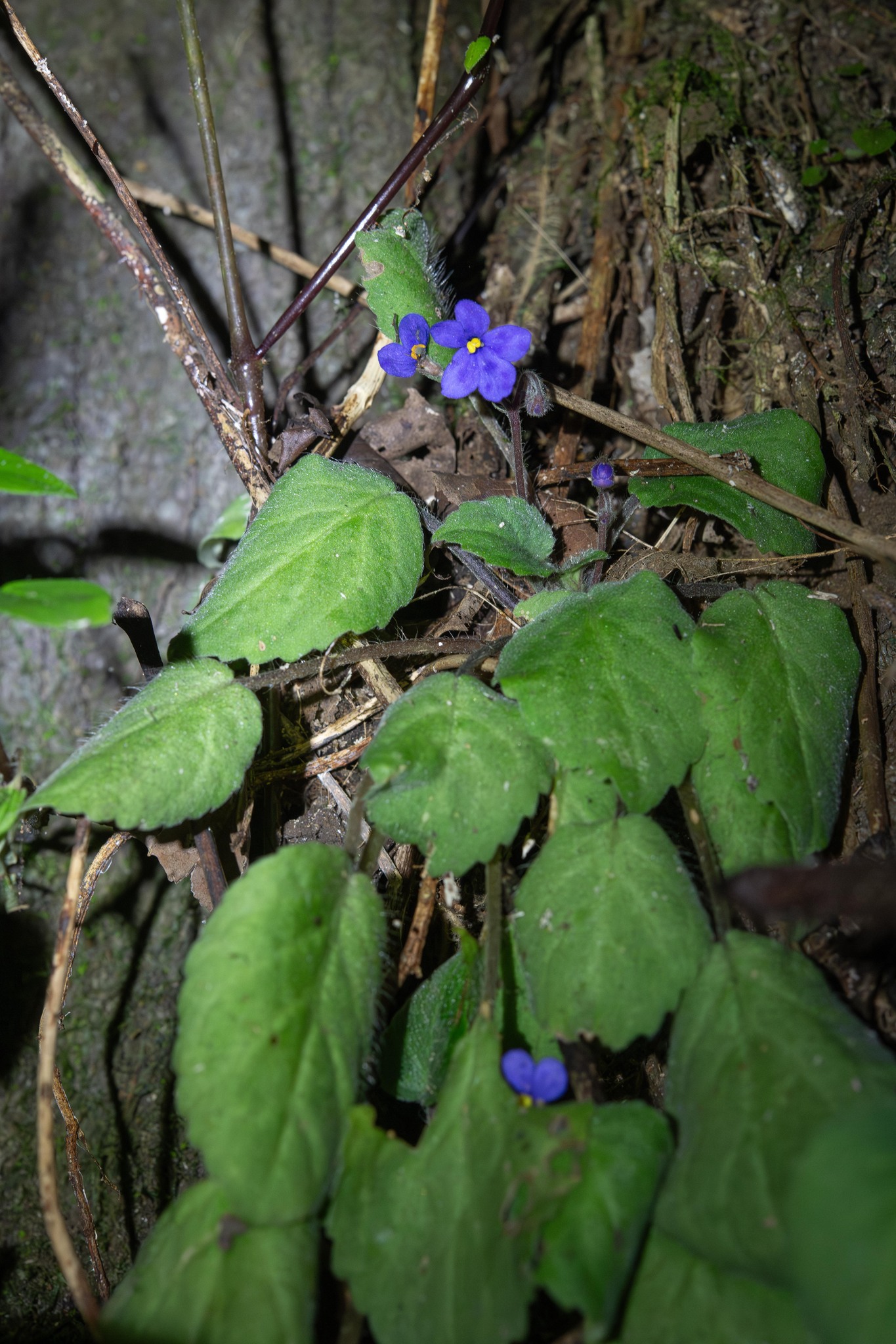 Imagem de Violeta