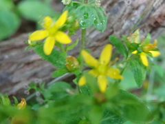 Hypericum taihezanense