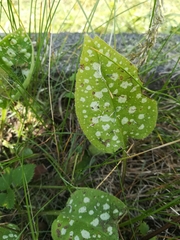 Pulmonaria saccharata
