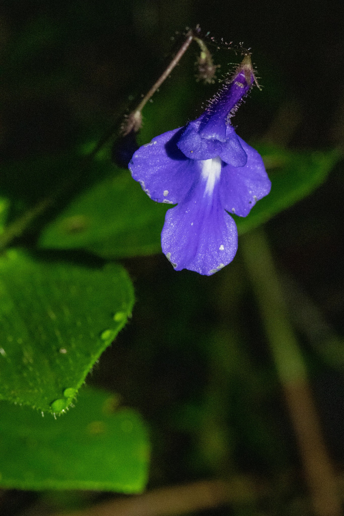 Streptocarpus holstii
