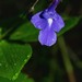 Streptocarpus holstii - Photo (c) Heinrich Human, some rights reserved (CC BY-NC), uploaded by Heinrich Human