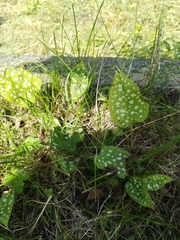 Pulmonaria saccharata
