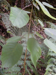 Hydrangea aspera