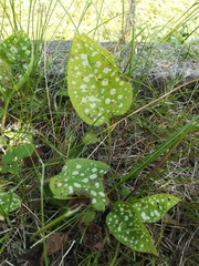 Pulmonaria saccharata