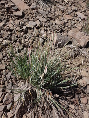 Melica stricta