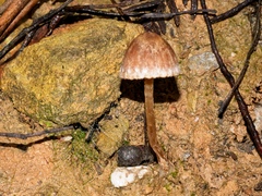 Psathyrella pennata