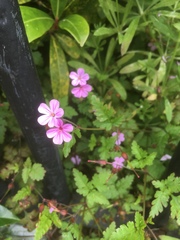 Geranium robertianum