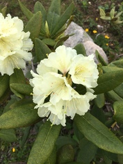 Rhododendron caucasicum