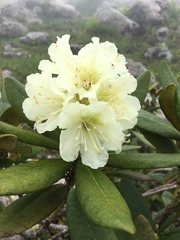 Rhododendron caucasicum