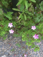 Geranium robertianum