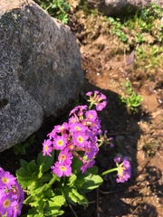 Primula auriculata